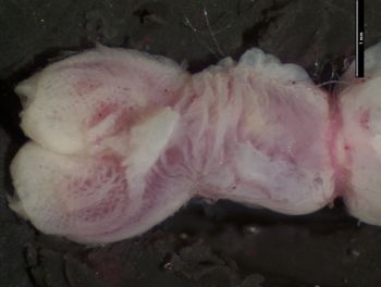 Media type: image;   Herpetology R-144639 Aspect: assulcate